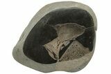 Fossil Ichthyosaurus Bones in Cross-Section - England #171180-2